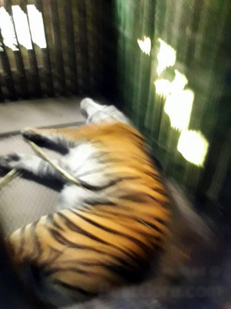 【閲覧注意】トラに襲われた男性、、ほぼ食われる。。。(画像)・6枚目