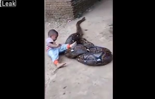 【超野生児】超巨大なニシキヘビにじゃれついて遊ぶ少年、危な過ぎだろ・・・・・(動画)・2枚目