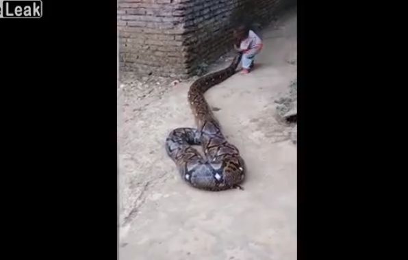 【超野生児】超巨大なニシキヘビにじゃれついて遊ぶ少年、危な過ぎだろ・・・・・(動画)・3枚目