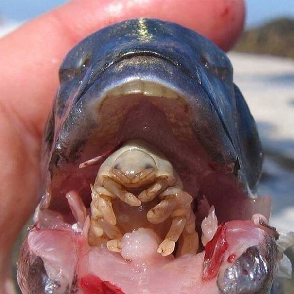 【閲覧注意】生物のちょっとグロい画像、鯉の口内の寄生虫が完全にエイリアンだコレ・・・・・(画像)・1枚目