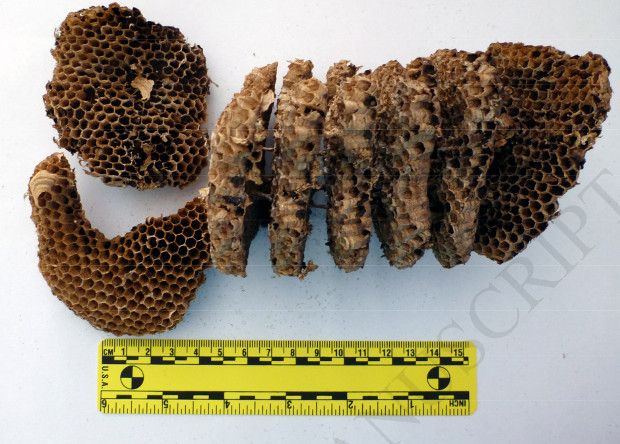 【閲覧注意】ポーランドで発見された13年前の首つり死体、全身に蜂とリスの巣を作られる・・・・・(画像)・2枚目