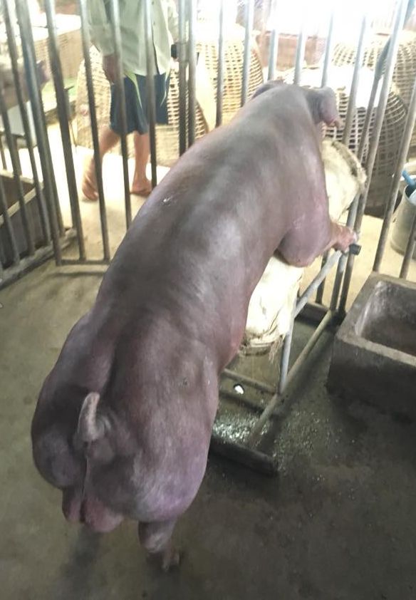 【マッチョ豚】カンボジアで生まれた激マッチョな突然変異豚、採精されまくって増やされる(画像)・3枚目