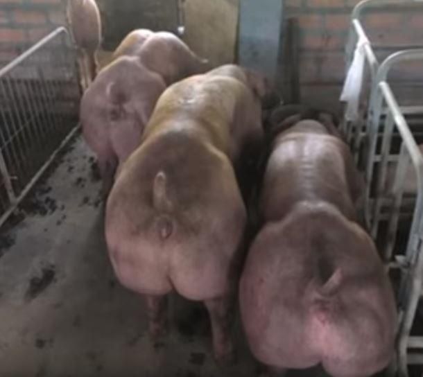 【マッチョ豚】カンボジアで生まれた激マッチョな突然変異豚、採精されまくって増やされる(画像)・8枚目