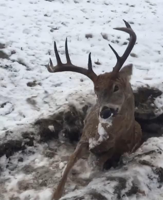 【芸術的】雪に埋もれて凍死した鹿、まるで生きてるみたい・・・・・(画像)・2枚目