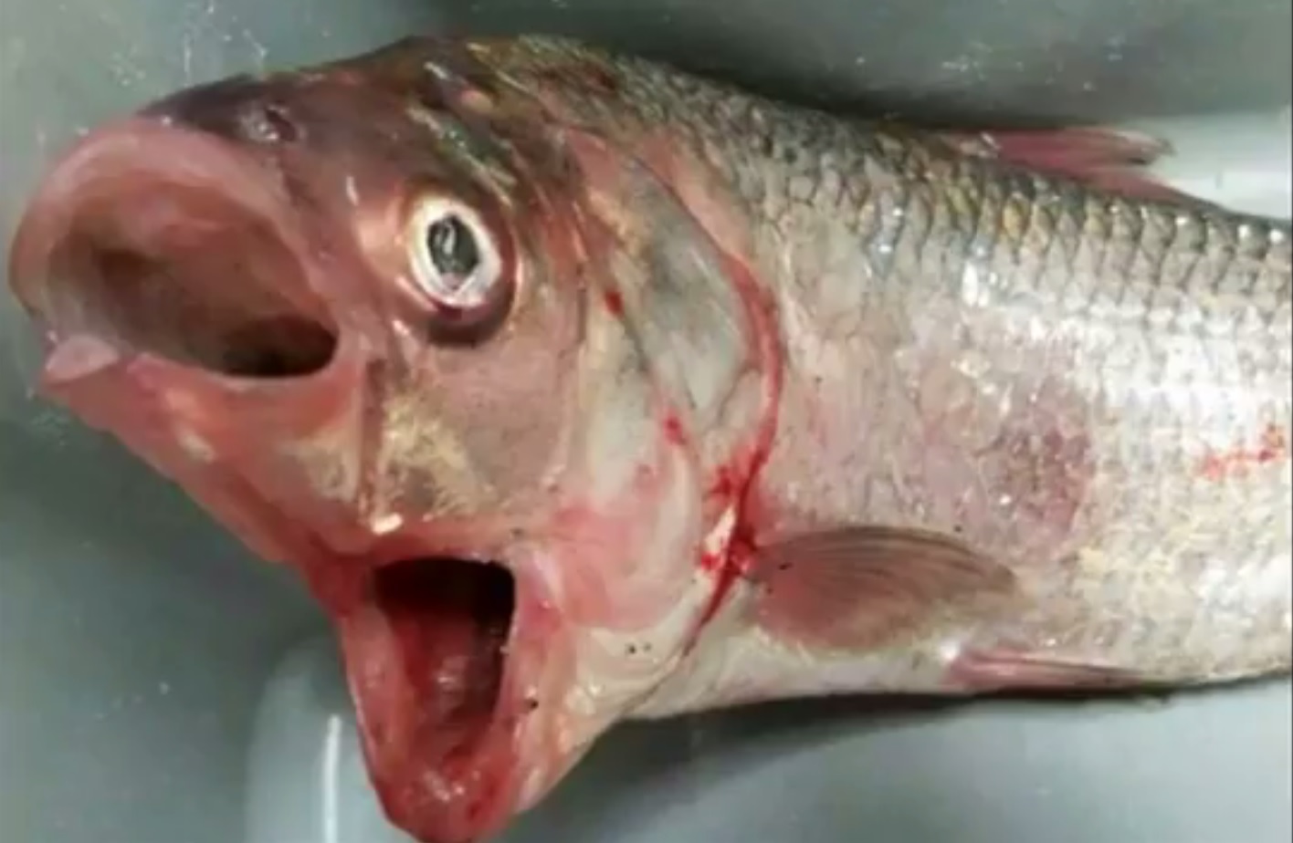 【奇形生物】オーストラリアで捕獲された口が二つある魚、怖過ぎだろ・・・・・(動画)・1枚目
