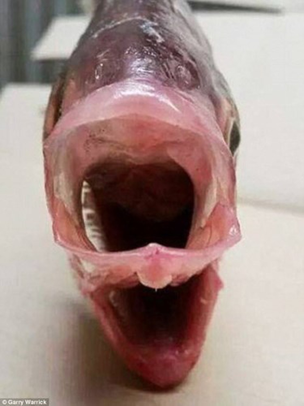 【奇形生物】オーストラリアで捕獲された口が二つある魚、怖過ぎだろ・・・・・(動画)・2枚目