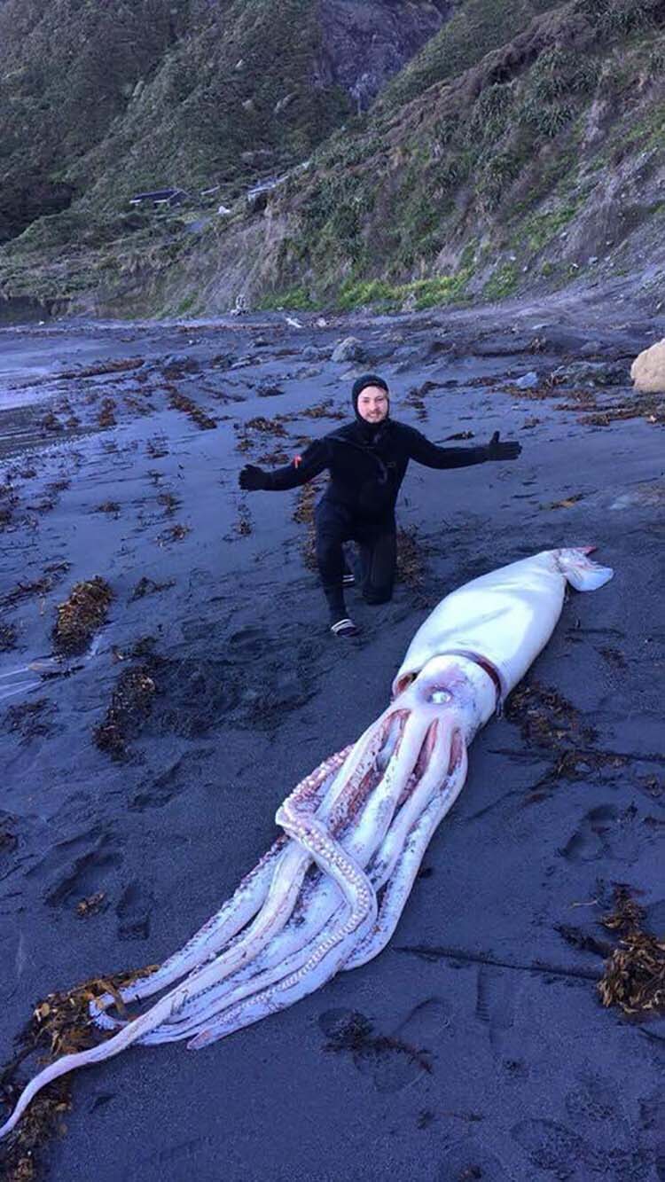 【貴重生物】ニュージーランドで岸に打ち上げられた体長4メートルのダイオウイカ、肉の厚みスゲェ！！(画像)・2枚目