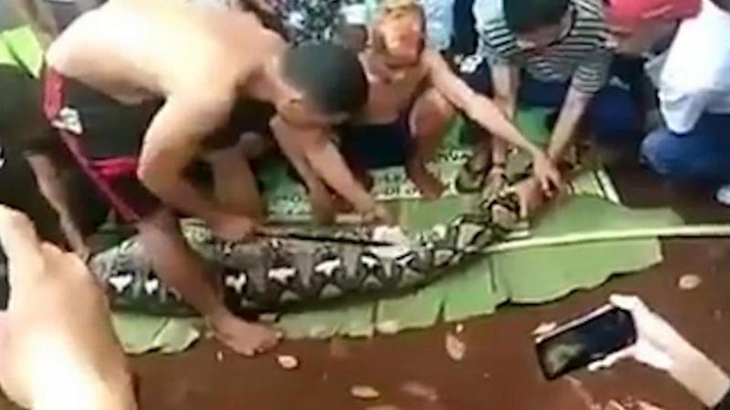 【閲覧注意】インドネシアで巨大ニシキヘビに丸呑みされた女性、腹の中から発見される・・・・・(動画)・2枚目