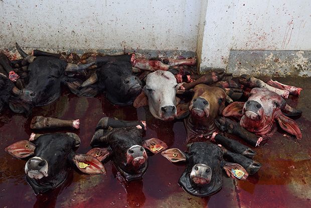 【ショッキング】メキシコ屠殺場で食肉へと加工される動物たち、家畜さんの目がヤバい・・・・・(画像)・5枚目