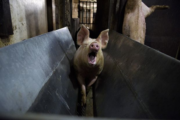 【ショッキング】メキシコ屠殺場で食肉へと加工される動物たち、家畜さんの目がヤバい・・・・・(画像)・9枚目