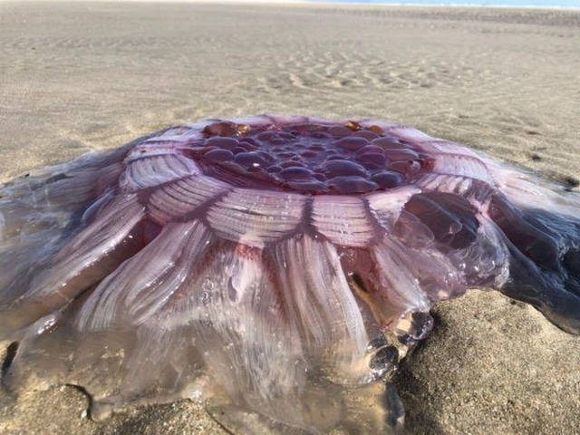 【生物？】ニュージーランドの砂浜に打ち上げられた正体不明の物体、これは怖過ぎだろ・・・・・(画像)・2枚目