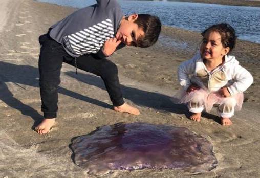 【生物？】ニュージーランドの砂浜に打ち上げられた正体不明の物体、これは怖過ぎだろ・・・・・(画像)・4枚目