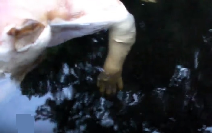 【UMA?奇形？】湖に浮かぶ豚の死体、よく見ると手が完全に人間の手・・・・・(画像)・3枚目