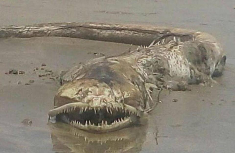 【UMA】メキシコ　マサトランのビーチで発見された奇妙な生き物、マジで何だコレ・・・・・(画像)・2枚目