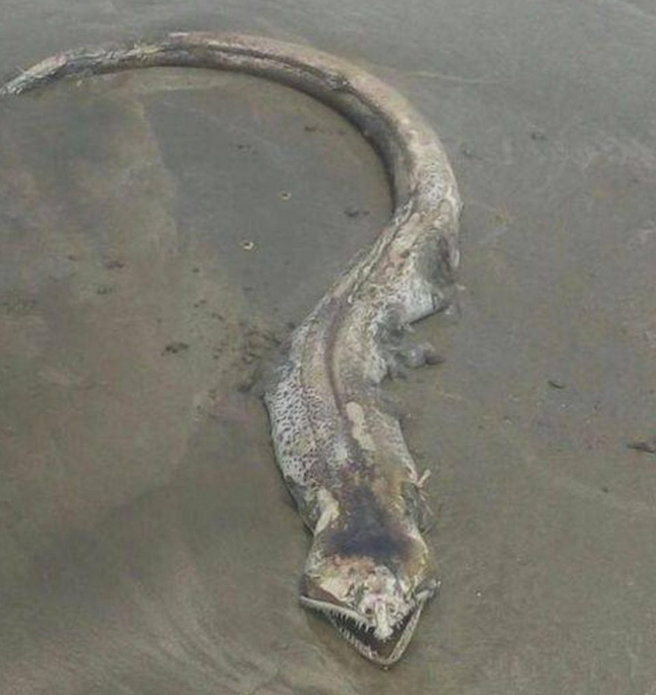 【UMA】メキシコ　マサトランのビーチで発見された奇妙な生き物、マジで何だコレ・・・・・(画像)・3枚目
