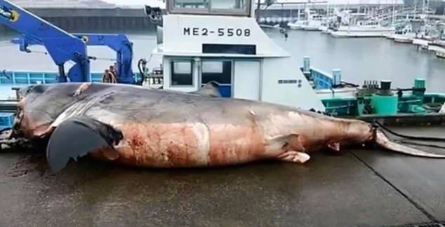 【悲劇】体重2トン越えの超巨大サメさん、ウミガメを喉に詰まらせて窒息死・・・・・(画像)・1枚目