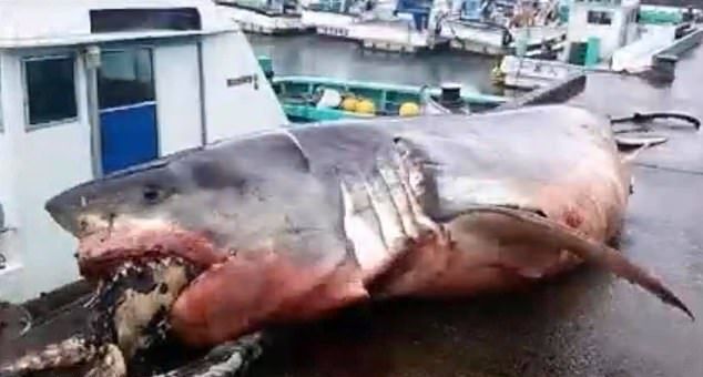 【悲劇】体重2トン越えの超巨大サメさん、ウミガメを喉に詰まらせて窒息死・・・・・(画像)・3枚目