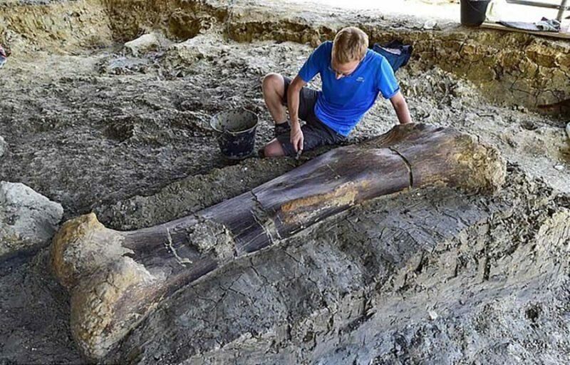 【ロマン】フランスで発掘された巨大な恐竜の大腿骨、足一本の膝下だけで重量500㎏とか！！・1枚目