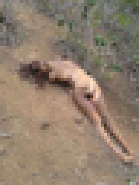 【閲覧注意】ブラジル、絶世の美女が山中から腐乱遺体となって発見される・・・・（画像）・4枚目