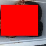 【悲惨】対立組織に捕まったメキシコ麻薬カルテルメンバー、メンバー同士で最後のキスさせられ箱詰めされる・・・・・（画像）